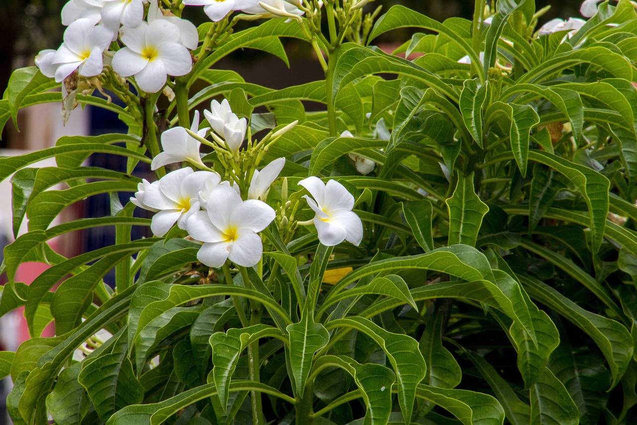 花卉园艺工资格证与昆明花卉市场探秘昆明花卉基地招聘  第1张